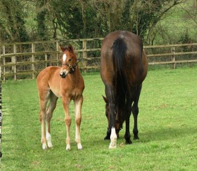2015 filly by Pivotal